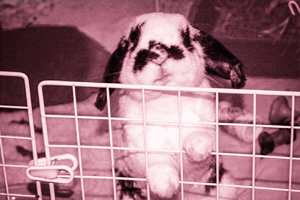 house rabbit looking antisocial