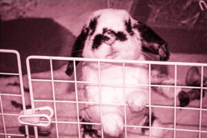 house rabbit looking antisocial