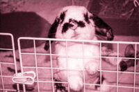 house rabbit looking antisocial