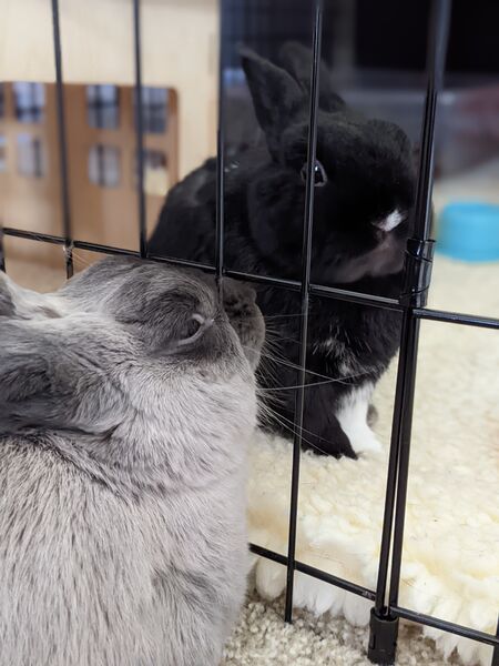 File:Single rabbits.jpeg