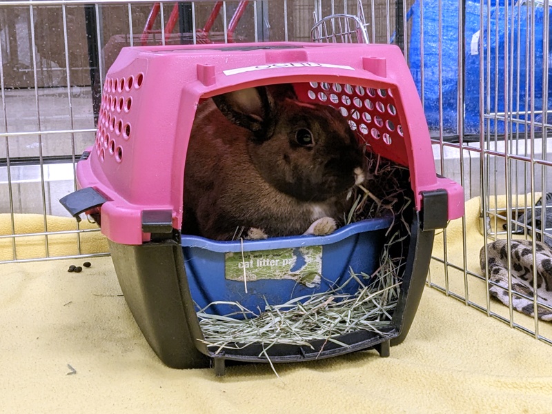 File:Sneakydragon dwarfmix littercarrier 2023-02.jpeg