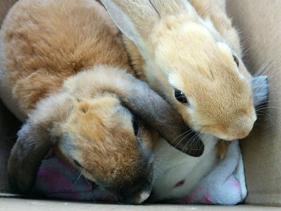 File:Sneakydragon foster carrier.jpg