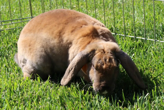 File:Sneakydragon foster maemae tasting grass.jpg