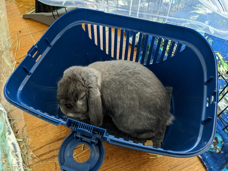 File:SneakyDragon frisco carrier.jpg