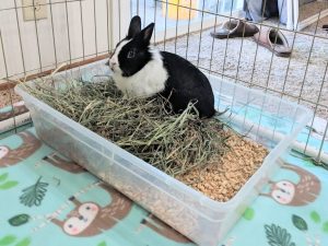 File:Sneakydragon lionhead litterbox.jpg