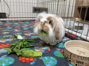 File:Sneakydragon lionlop veggies.jpg