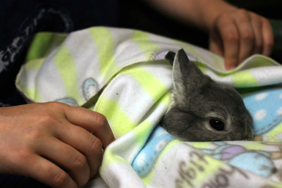 File:Sneakydragon squishy bunritto beginning.jpg