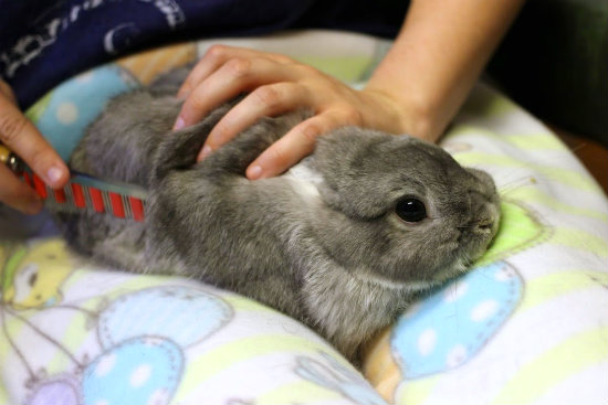 File:Sneakydragon squishy lap brush.jpg