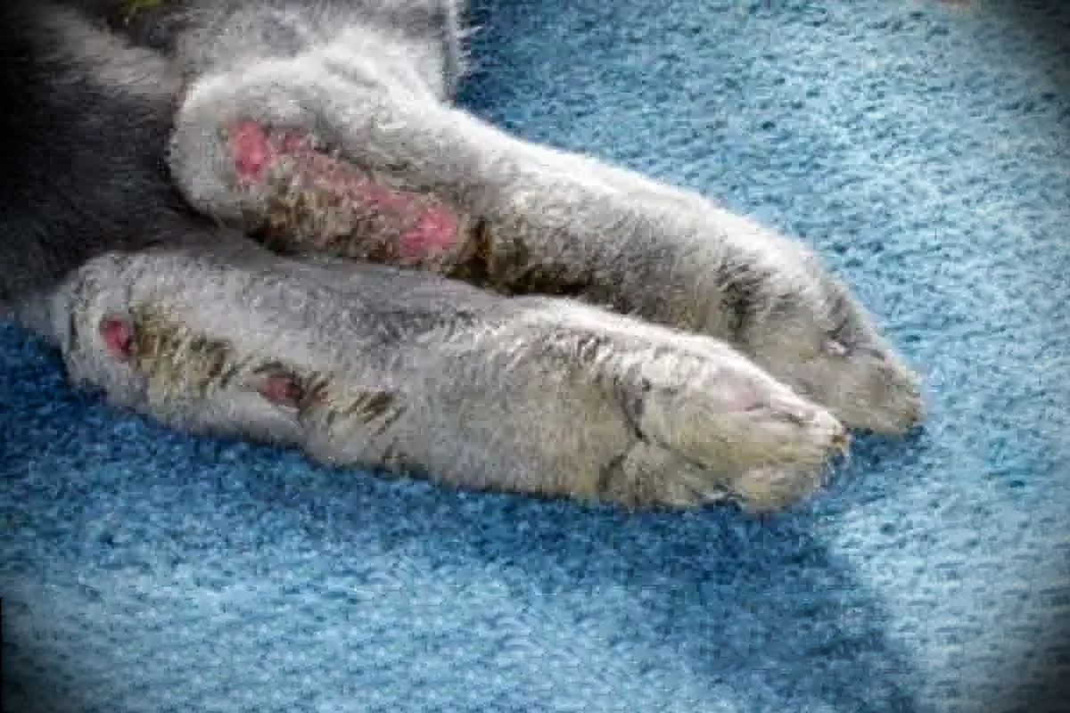 rabbit feet with sore hocks