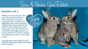 Photo by Michelle Kelly at Los Angeles Rabbit Foundation. Graphic by Amy Ramnaraine.