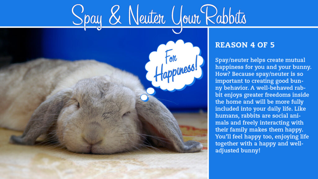 happy spayed/neutered house rabbit sleeping