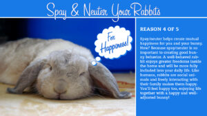 happy spayed/neutered house rabbit sleeping