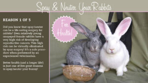 Hansel and Gretel by PetSave Foundation. Graphic by Amy Ramnaraine 