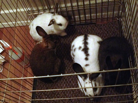 File:Speakstruth quadbond micropen.jpg