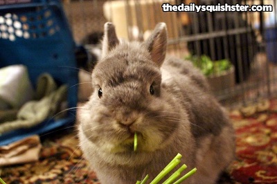 File:Squishy eating veggies.jpg