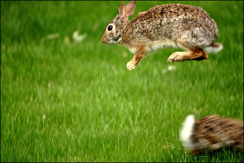 wild rabbits jumping