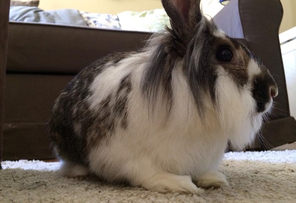 File:TalyaD lionhead.jpg