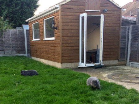 File:TalyaD rabbit shed outdoors.jpg