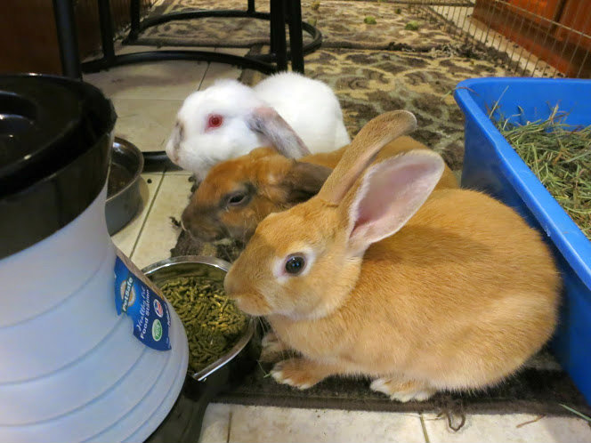 File:The Rabbit Haven Sneaky fosters.jpeg