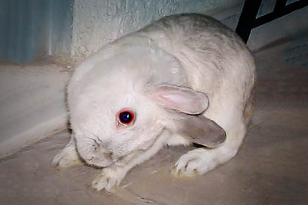 a bunny with torticollis