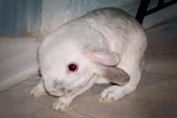 a bunny with torticollis
