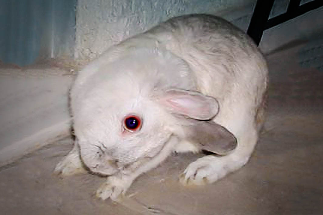 a bunny with torticollis