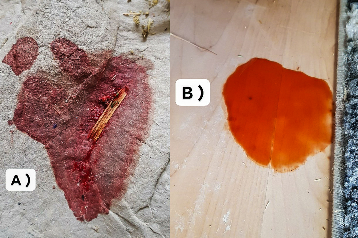 red urine from a rabbit