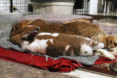 File:Vlad peach lounging.jpg