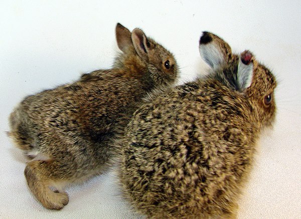 File:WRC cottontail vs WT Jackrabbit babies.jpg