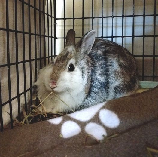 File:WRC leucistic cottontail-2018.jpg