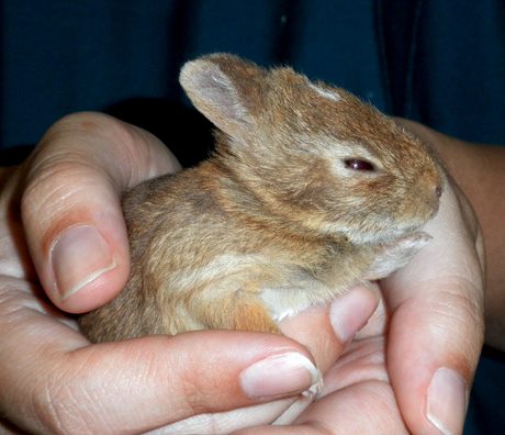 File:WRC leucistic newborn cottontail-2012.jpg