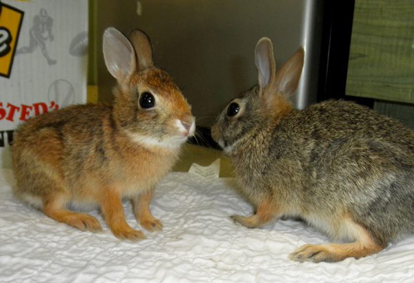 File:WRC red cottontail 2012.jpg