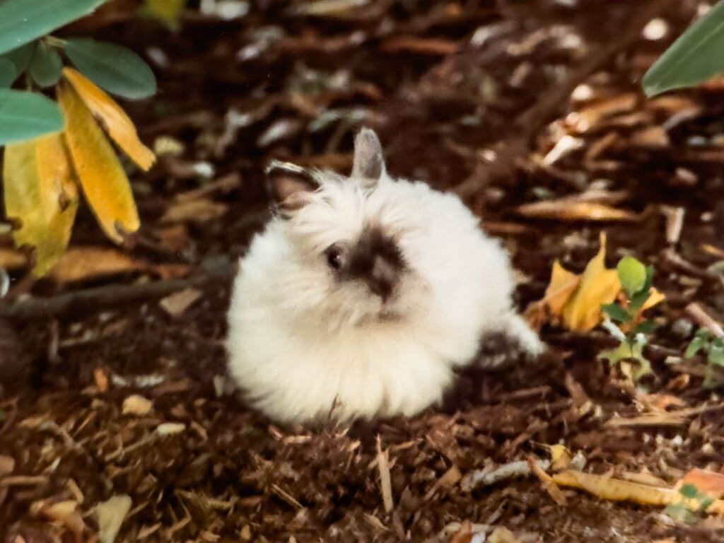 domestic rabbit outside