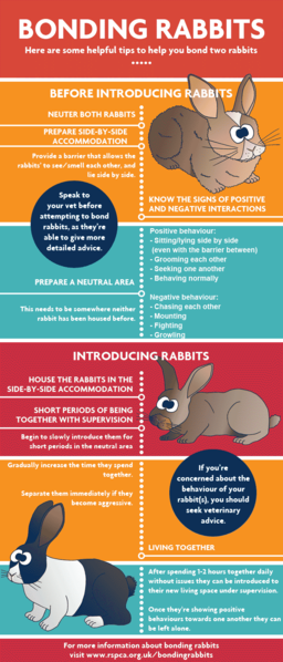File:RSPCA BondingRabbits.png