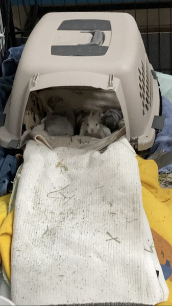 File:Baby nest crate.png