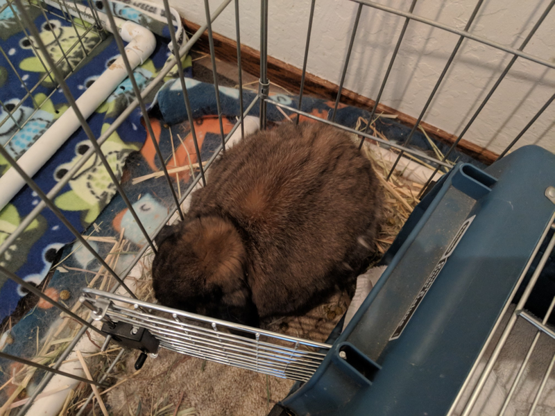 File:Cornered rabbit carrier.png