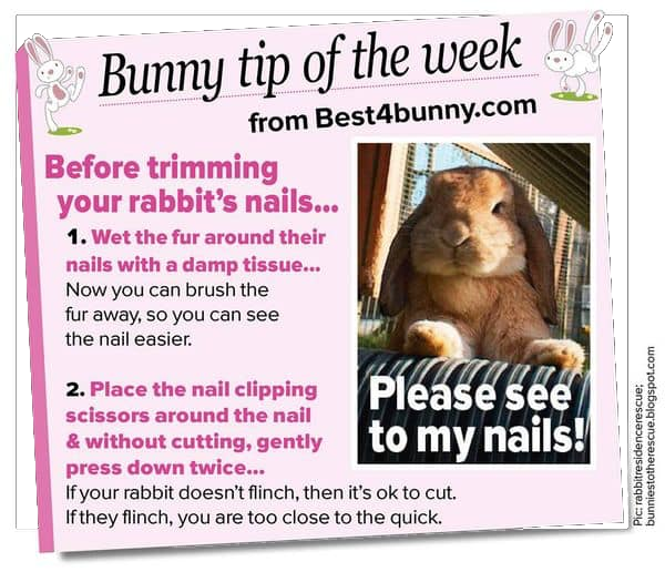 File:BunnyTipOfTheWeekNails.png